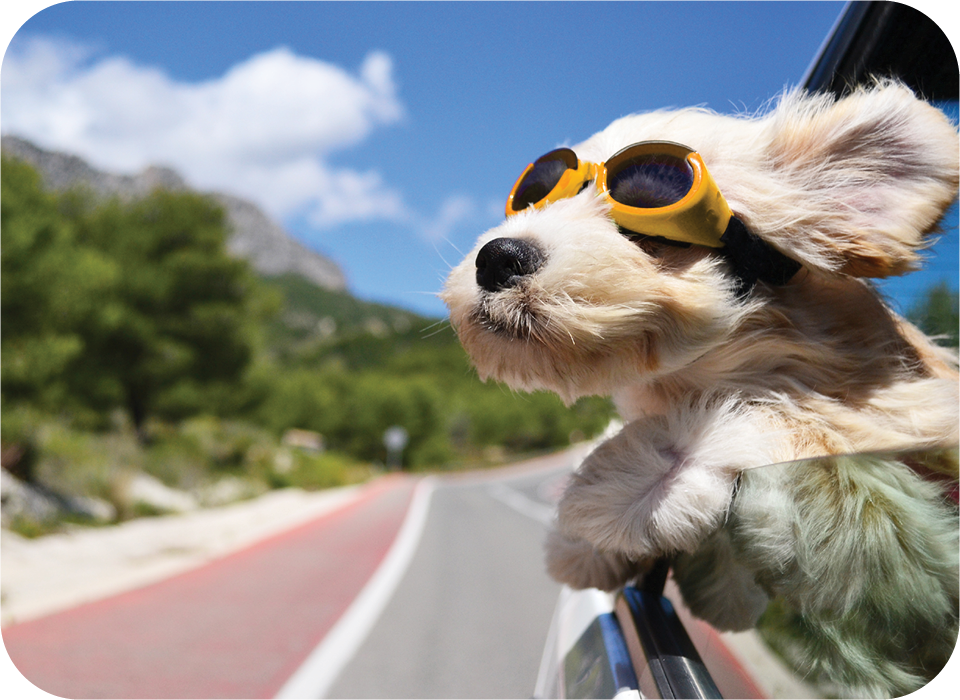 Dog with goggles car ride